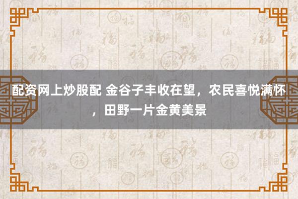 配资网上炒股配 金谷子丰收在望，农民喜悦满怀，田野一片金黄美景